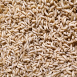 Csonti natúr 1 liter Csonti natúr 1 liter