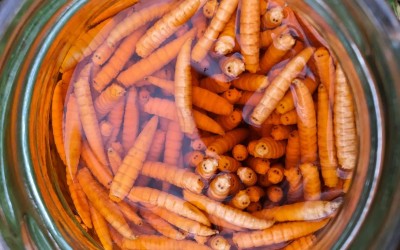 Minden, amit a Csonti Befőtt-ről tudni kell!