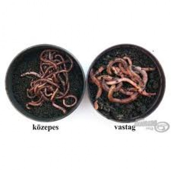 Giliszta(Közepes)